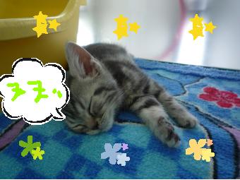 script_magicalmaker,http://www.magicalmaker.com/js/ameblo.js.php?upwh=2095458-1259317609-340-255
