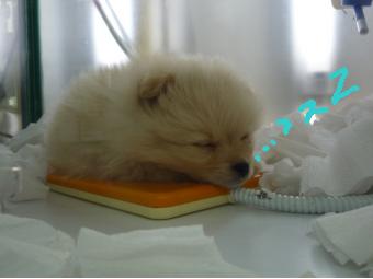 script_magicalmaker,http://www.magicalmaker.com/js/ameblo.js.php?upwh=2095458-1269248986-340-255