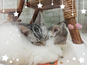 20221028ねこ2