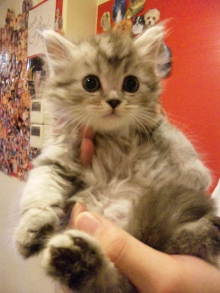 PET SUPER 1WAN 池袋店さんのﾌﾞﾛｸﾞ-image.jpeg