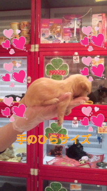 PET SUPER 1WAN 池袋店さんのﾌﾞﾛｸﾞ-120630_1511~010001.jpg