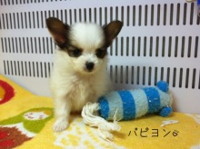 PET SUPER 1WAN 池袋店さんのﾌﾞﾛｸﾞ-image.jpeg