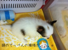 PET SUPER 1WAN 池袋店さんのﾌﾞﾛｸﾞ-image.jpeg