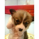 PET SUPER 1WAN 池袋店さんのﾌﾞﾛｸﾞ-121228_105325_ed.jpg