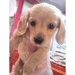 PET SUPER 1WAN 池袋店さんのﾌﾞﾛｸﾞ-121228_105831_ed.jpg