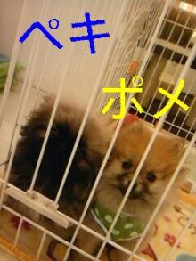 PET SUPER 1WAN 池袋店さんのﾌﾞﾛｸﾞ-130107_170544_ed_ed.jpg