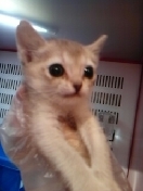 PET SUPER 1WAN 池袋店さんのﾌﾞﾛｸﾞ-130113_102907_ed.jpg