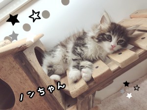 ノンちゃん