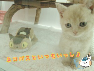 ブリ 猫バス