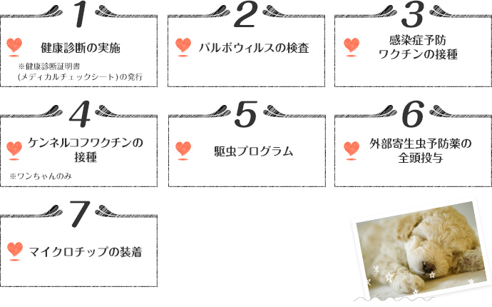 健康診断の実施〜マイクロチップの装着