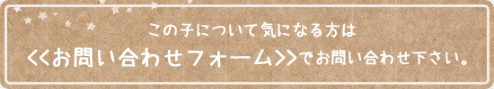 この子について気になる方は お問い合わせフォームでお問い合わせください。