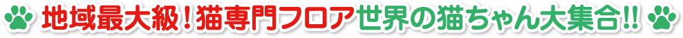 地域最大級！猫専門フロア世界の猫ちゃん大集合！！