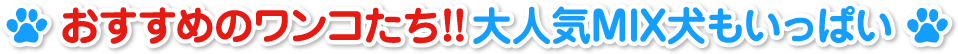おすすめのワンコたち！！大人気MIX犬もいっぱい
