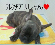 ★ﾍﾟｯﾄｼｮｯﾌﾟ難波WＡN'sｂlｏg★-200911111231001.jpg