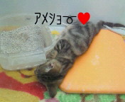 ★ﾍﾟｯﾄｼｮｯﾌﾟ難波WＡN'sｂlｏg★-200911111230002.jpg