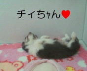 ★ﾍﾟｯﾄｼｮｯﾌﾟ難波WＡN'sｂlｏg★-200911111230000.jpg