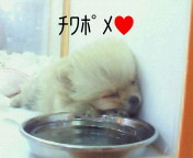 ★ﾍﾟｯﾄｼｮｯﾌﾟ難波WＡN'sｂlｏg★-200911111225001.jpg