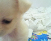 ★ﾍﾟｯﾄｼｮｯﾌﾟ難波WＡN'sｂlｏg★-200911190957001.jpg