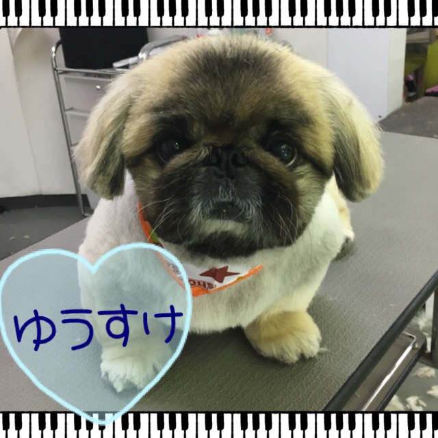 ペットスーパーwan 岡山店 トリミングのお客様