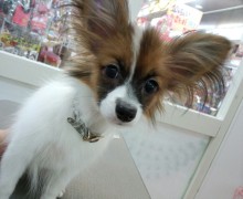 ペットスーパーＷＡＮ 岡山店-IMG_20121217_000236.jpg