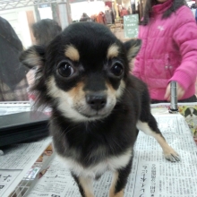 ペットスーパーＷＡＮ 岡山店-2012-12-29-13-33-49_photo.jpg