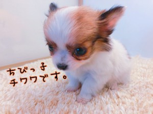 0302ちわ2