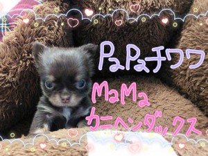 0506ちわっくす