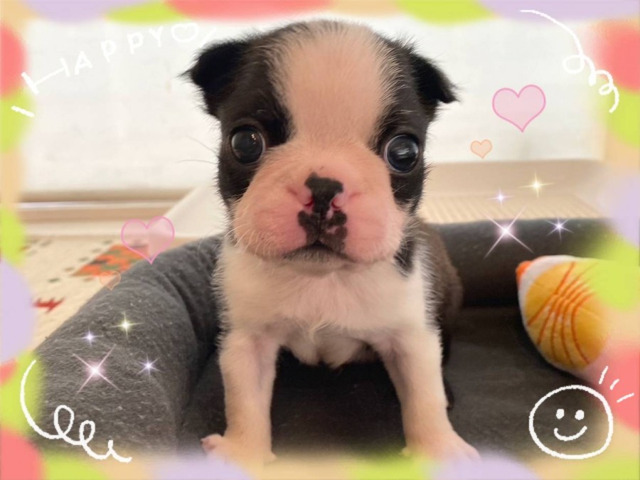 東京本店：六本木WAN | ♪顔ぺちゃワンちゃん♪