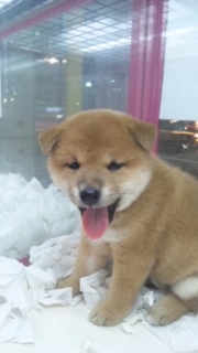 六本木WANのブログ-DSC_0086_ed.jpg