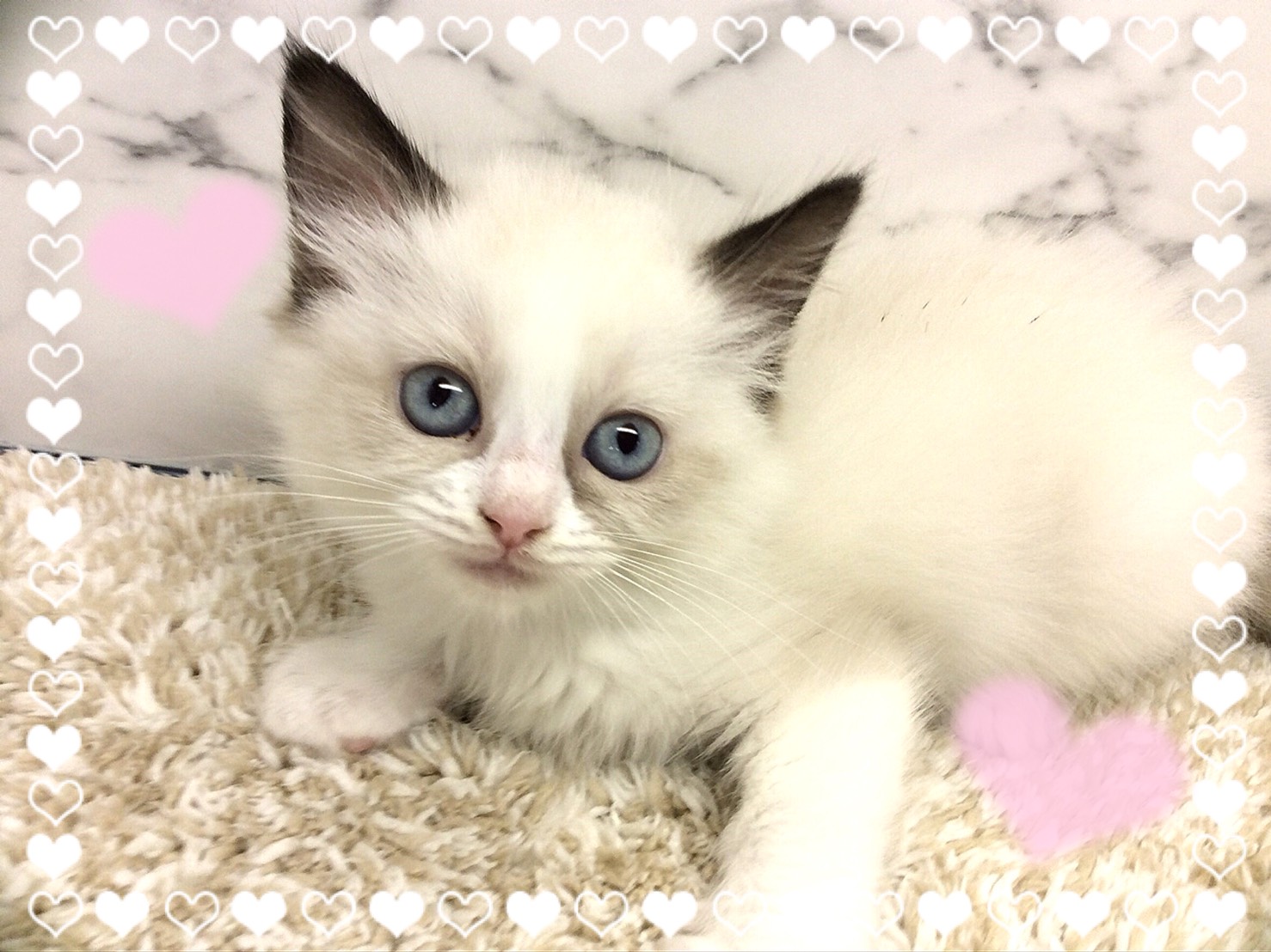 ペットスーパーwan 札幌店 可愛いにゃんこちゃんたち ペットスーパーwan 札幌店 可愛いにゃんこちゃんたち