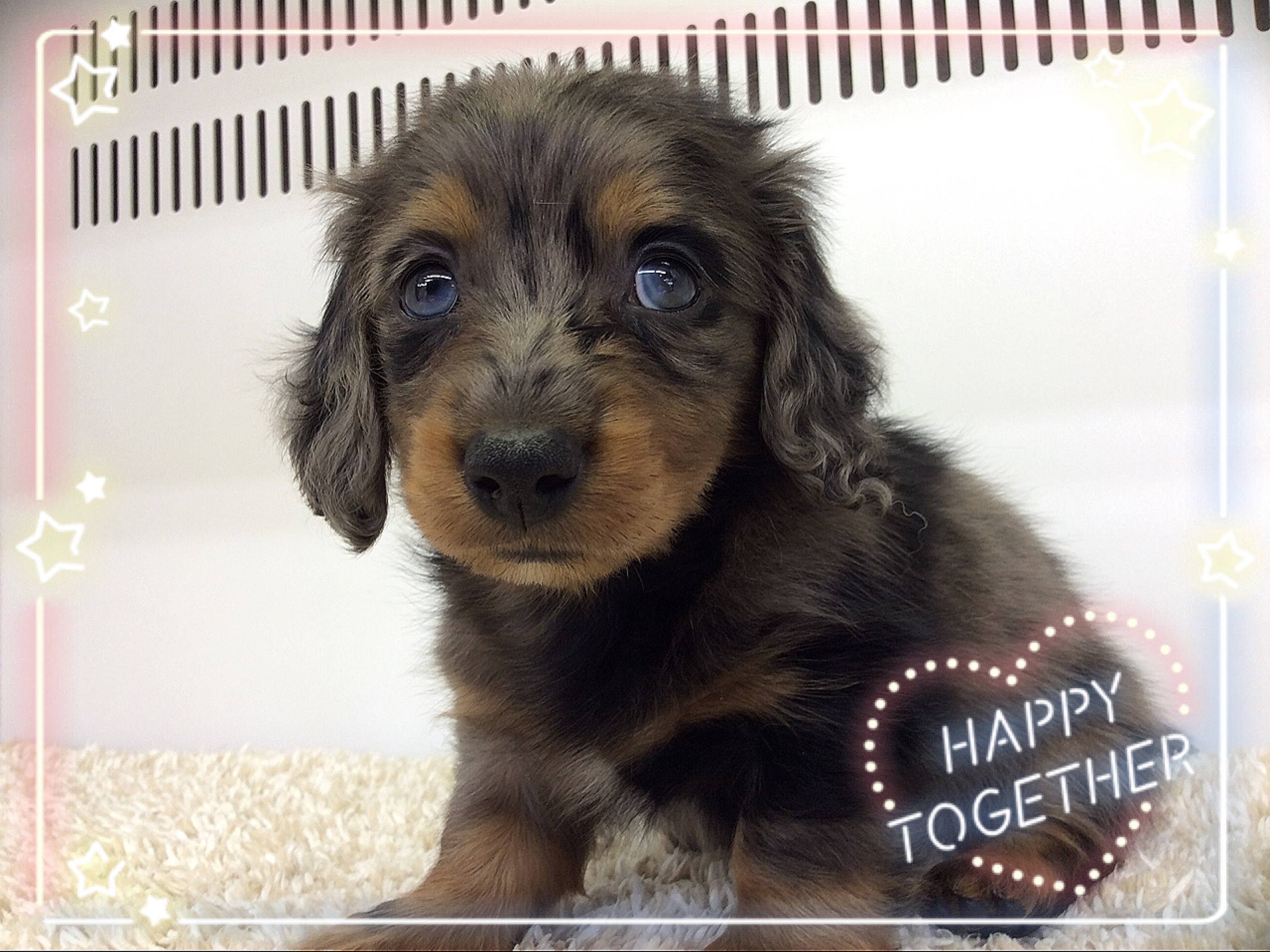 ペットスーパーwan 札幌店 お祭りの時期ですね ペットスーパーwan 札幌店 お祭りの時期ですね