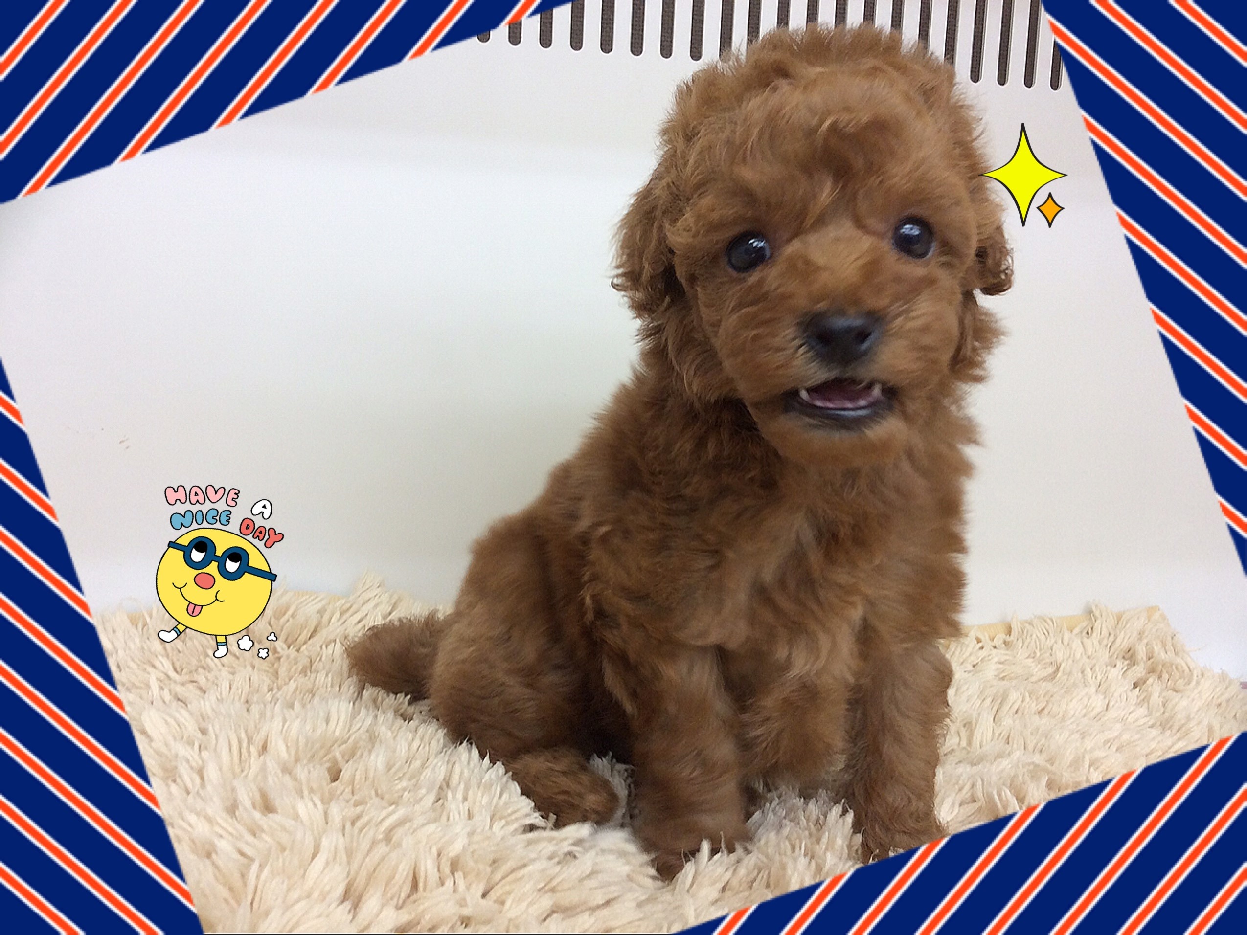 ペットスーパーwan 札幌店 人気わんちゃん ねこちゃん ペットスーパーwan 札幌店 人気わんちゃん ねこちゃん