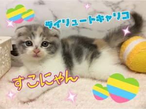 すこにゃん