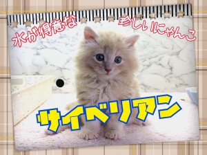 サイベリアン