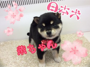 柴犬