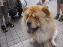 ペットショップWAN仙台店　看板犬チャウの散歩♪