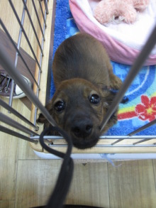 ペットショップWAN仙台店　看板犬チャウの散歩♪