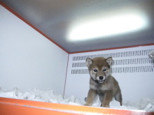 ペットショップWAN仙台店　看板犬チャウの散歩♪