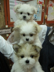 ペットショップWAN仙台店　看板犬チャウの散歩♪