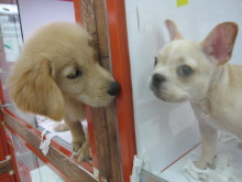 ペットショップWAN仙台店　看板犬チャウの散歩♪