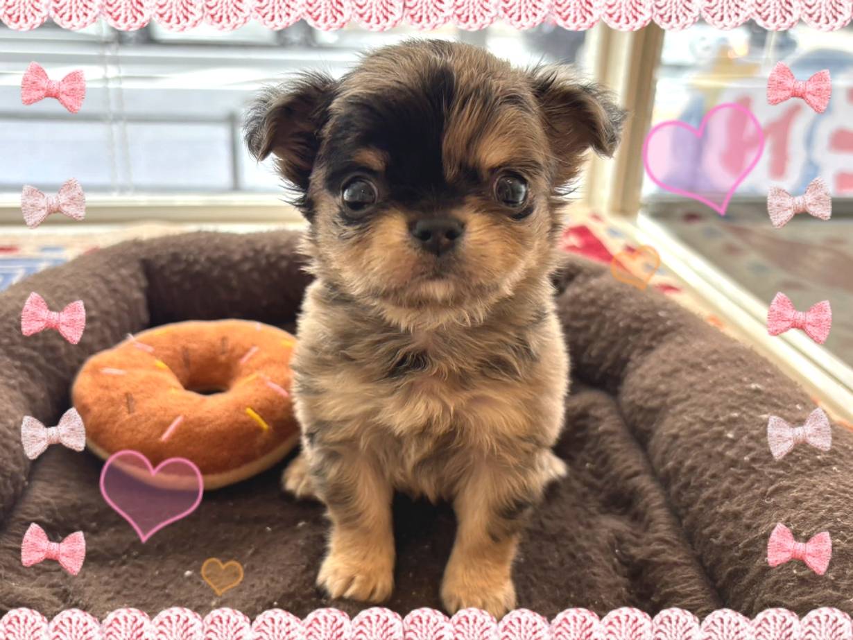 ブルーマールチワワ　