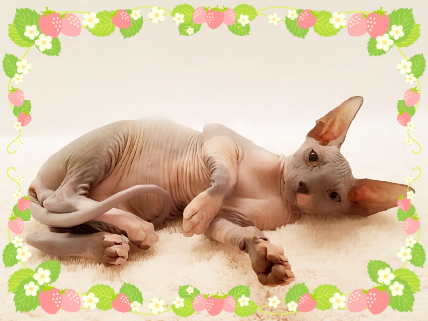 とんみ♡パリの街並みウィンドウショッピング猫ちゃん とんみ♡パリの街並みウィンドウショッピング猫ちゃん とんみ様専用