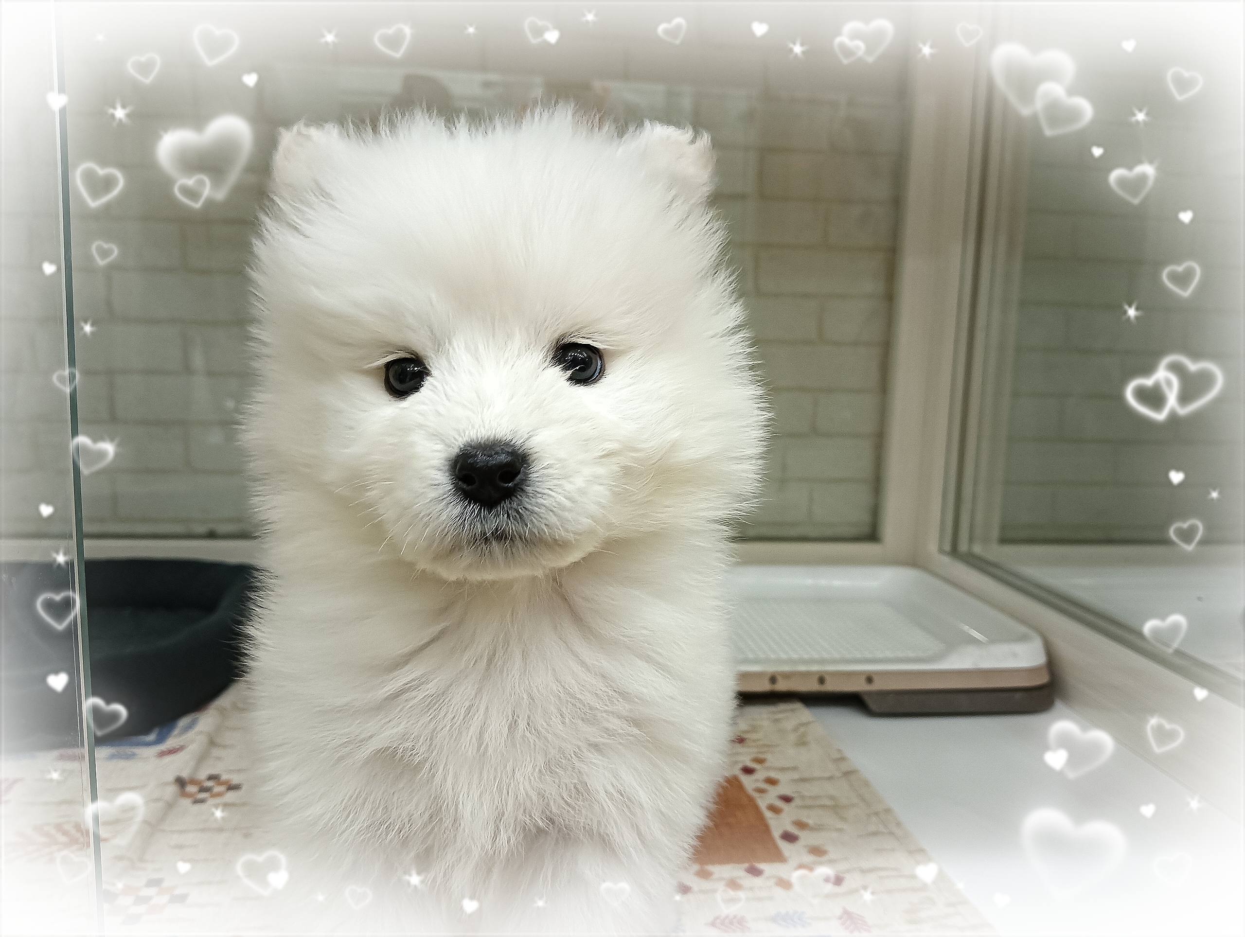 26-02-24-19-19-09-517_deco