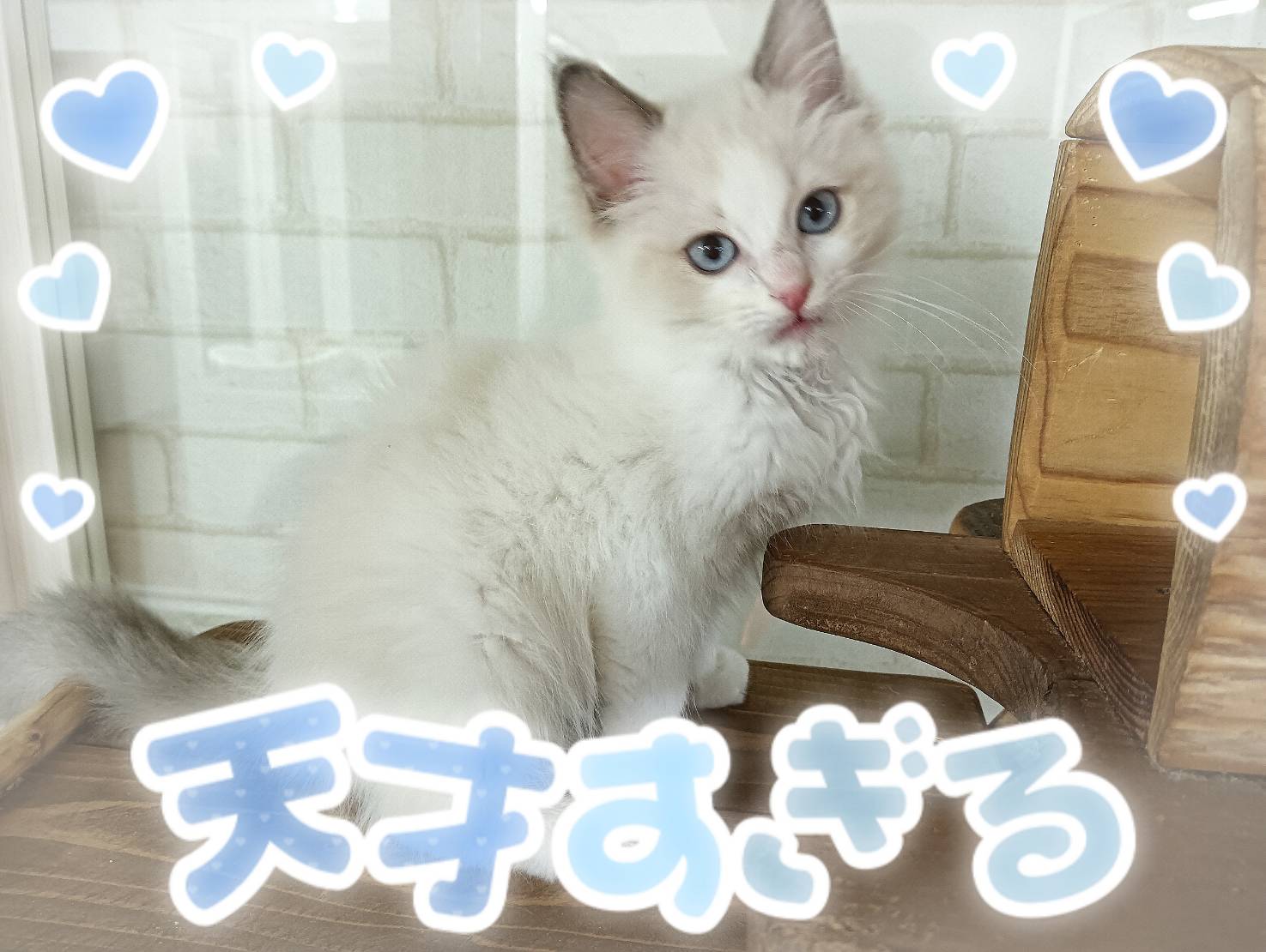 かわいいネコちゃんラトル Amazon.co.jp: かわいいネコちゃん KID-1302 [DVD] : ヒマラヤン