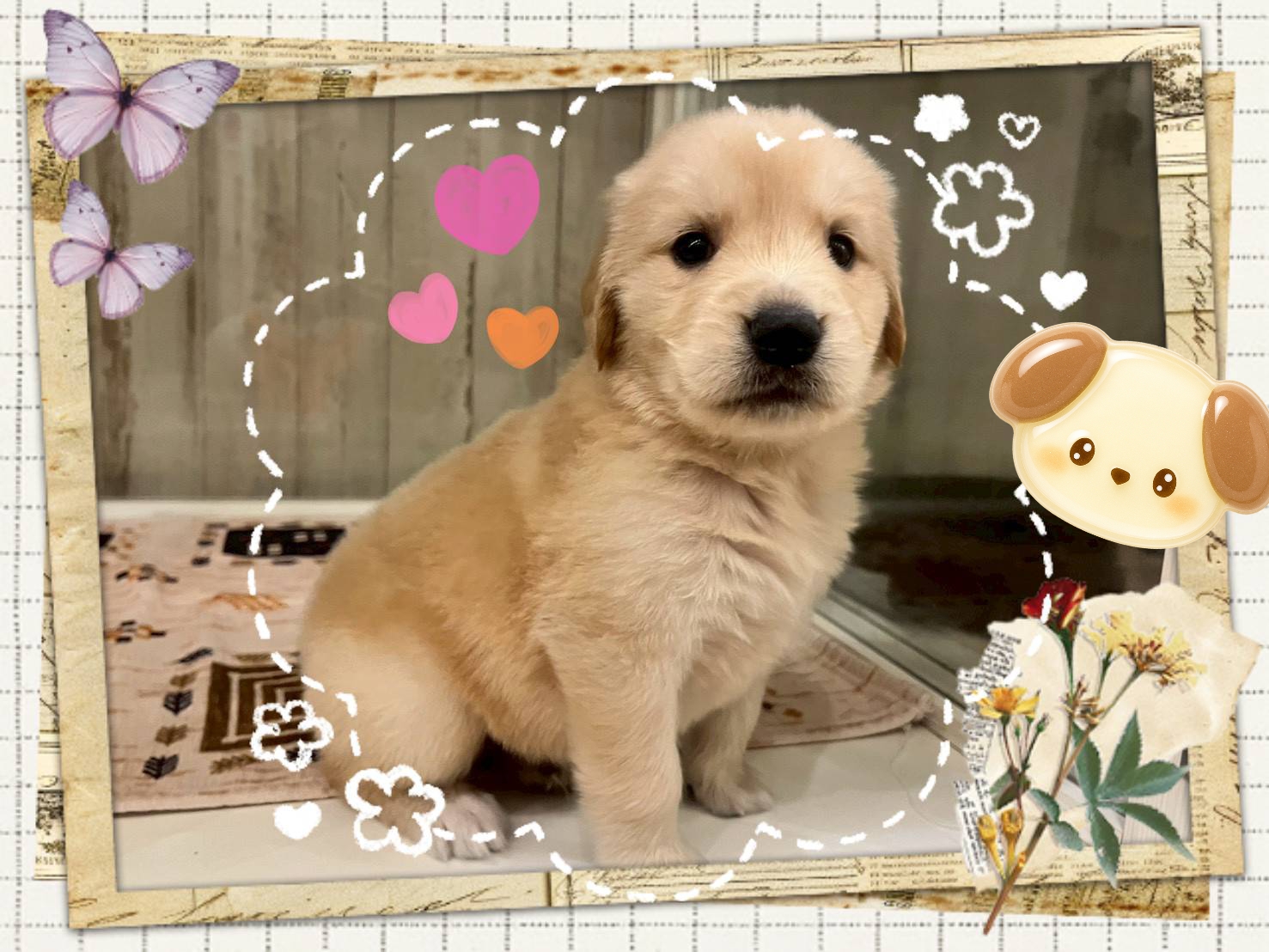 25-12-18-19-52-25-883_deco