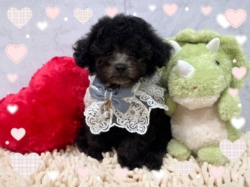 子犬・子猫を探す | WAN GROUP -ペットと人を繋ぐトータルサポート