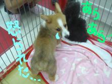 PET SUPER WAN横浜店のブログ