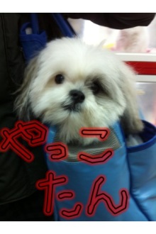 PET SUPER WAN横浜店のブログ
