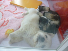 PET SUPER WAN横浜店のブログ