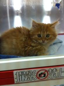 PET SUPER WAN横浜店のブログ